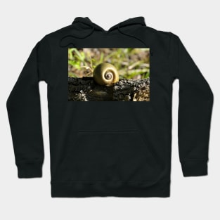 Snail Hoodie